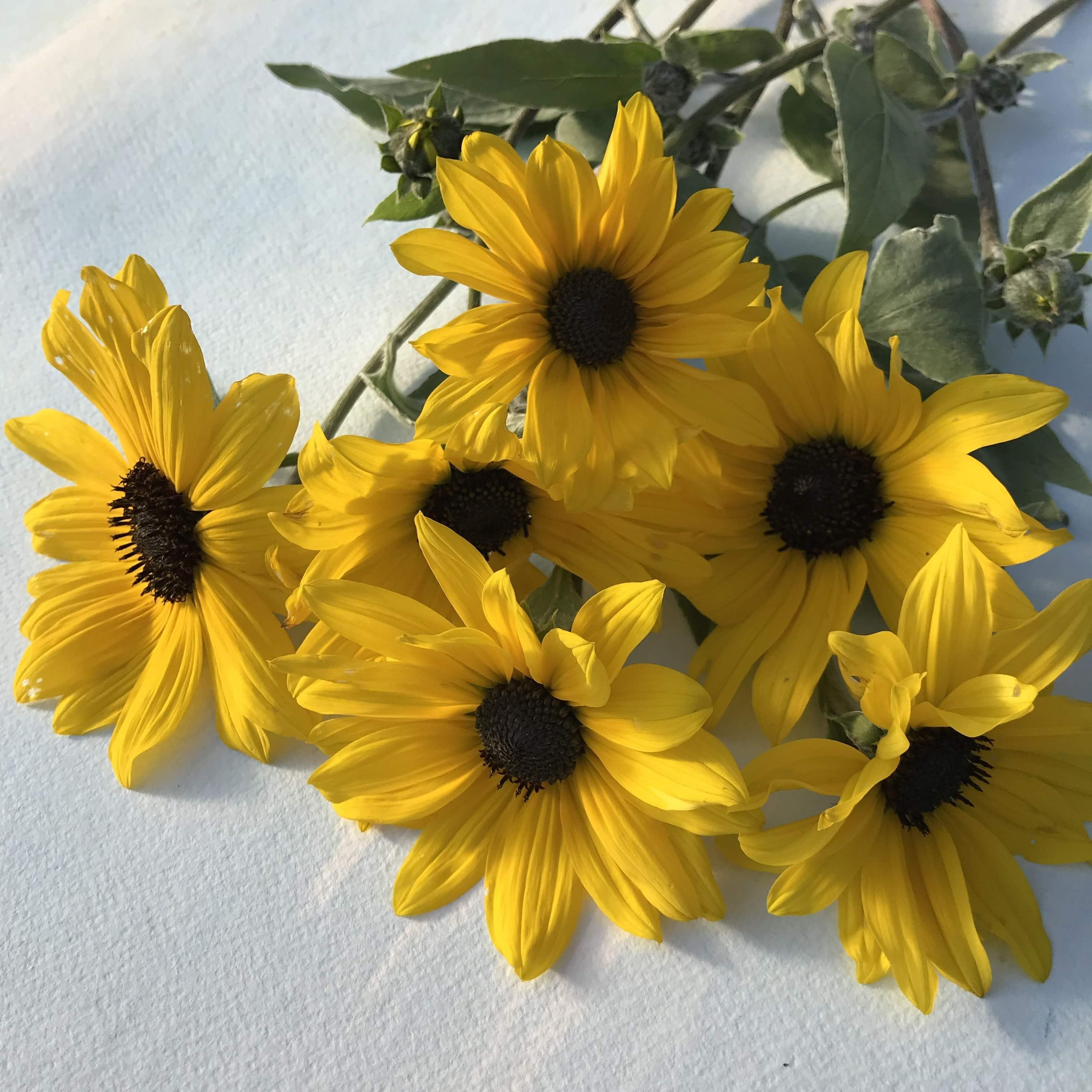 Silverleaf Sunflower vendor-unknown
