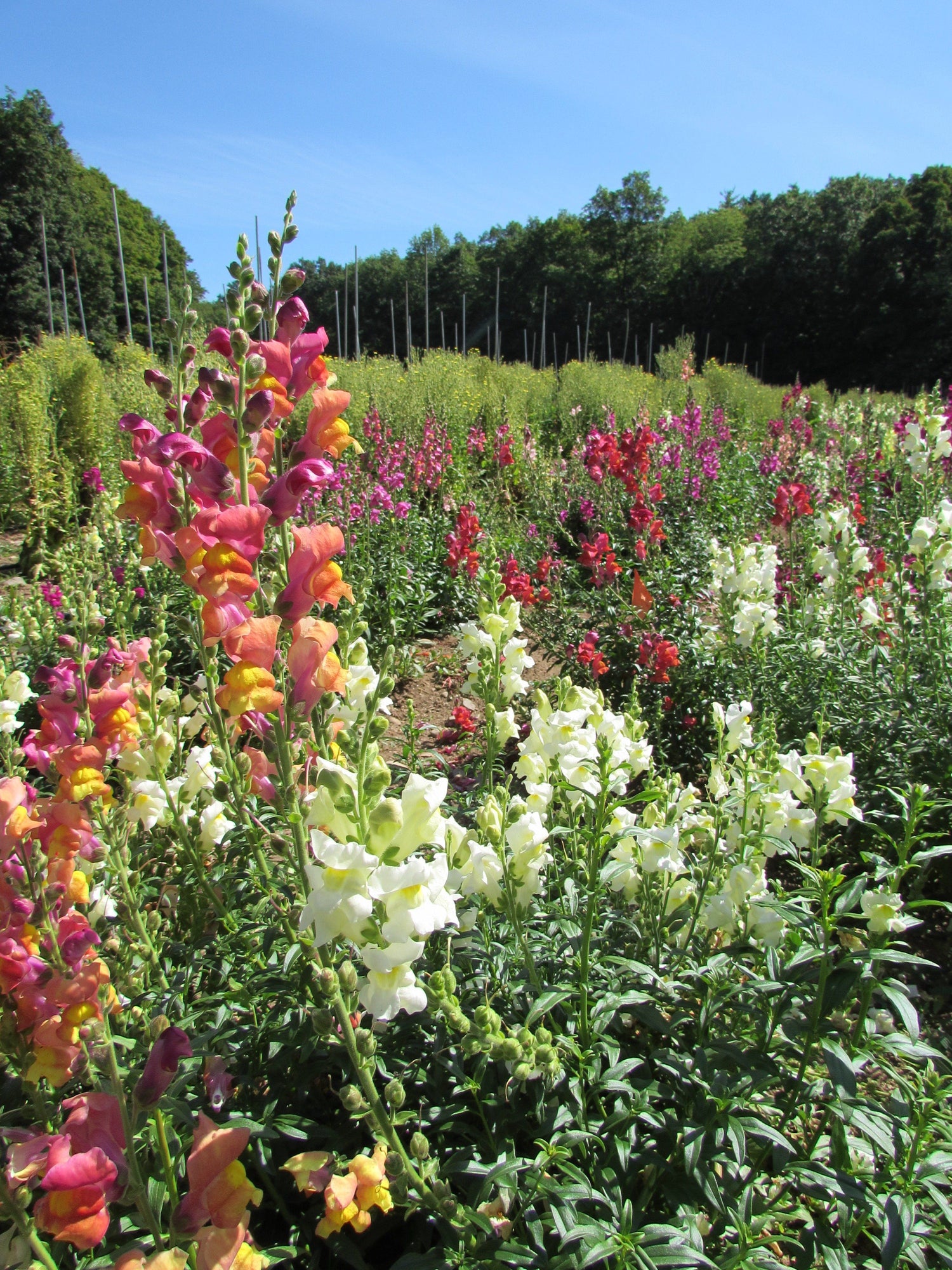 Snapdragon Mix vendor-unknown