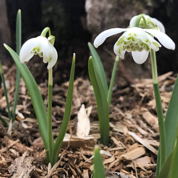 Galanthus