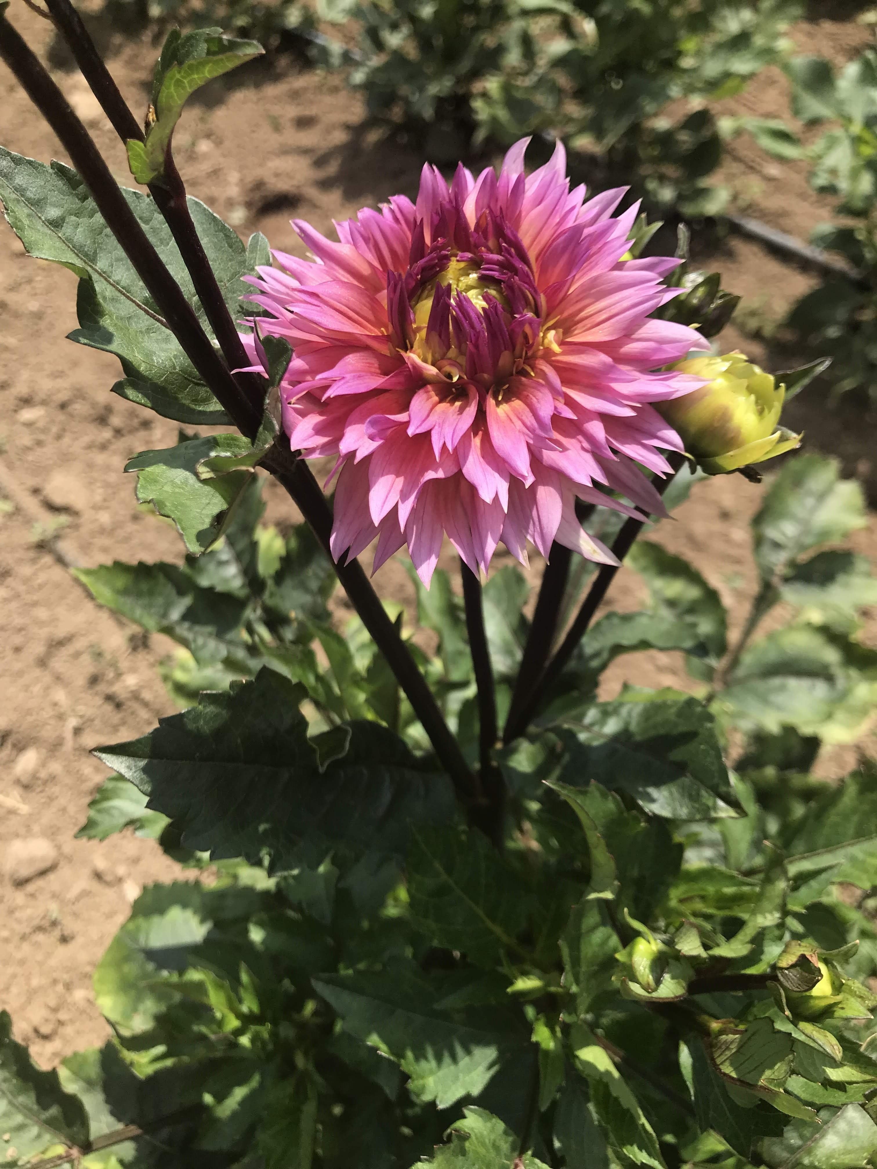 Sonic Bloom Dahlia Tuber vendor-unknown