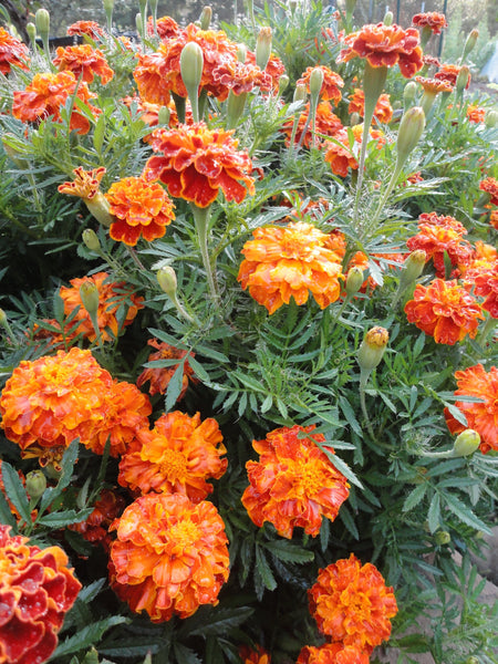 Sparky French Mix Marigold vendor-unknown