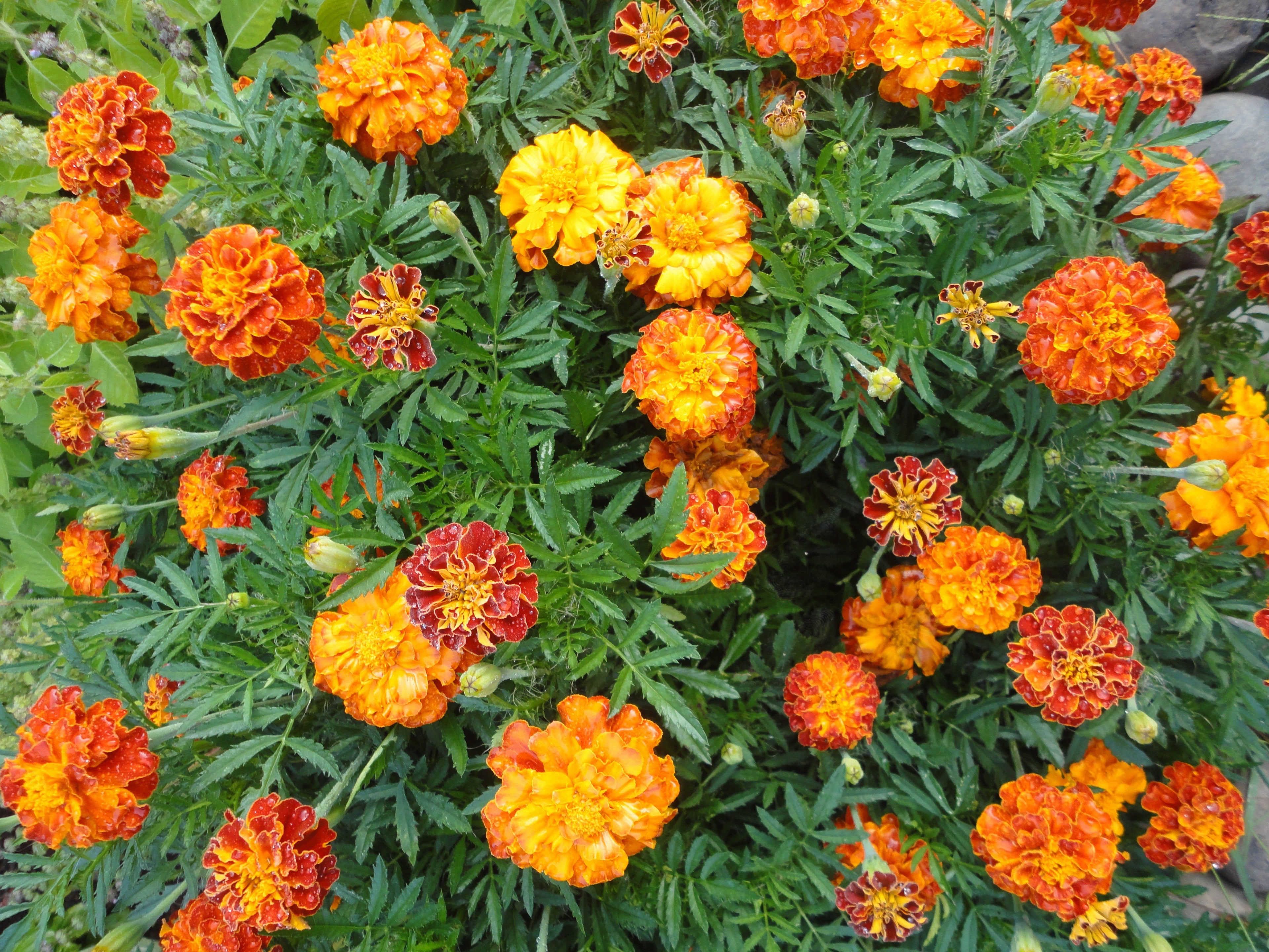 Sparky French Mix Marigold vendor-unknown