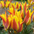 Species Tulip "Kolpakowskiana" vendor-unknown