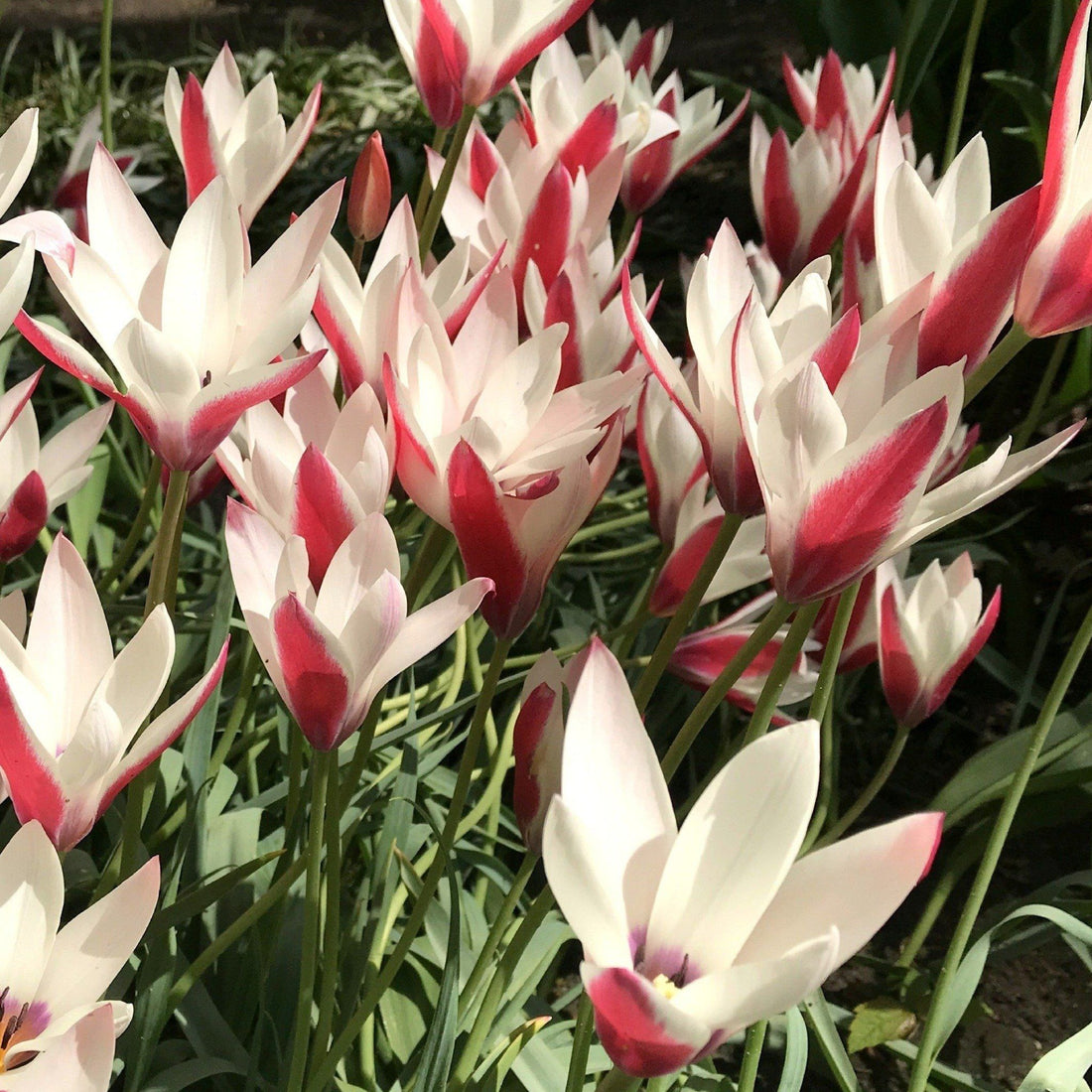 Species Tulip &quot;Peppermint Stick&quot; vendor-unknown