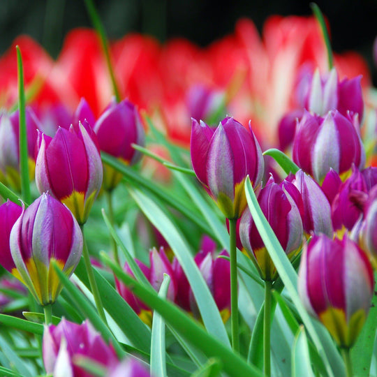 Species Tulip humilis 