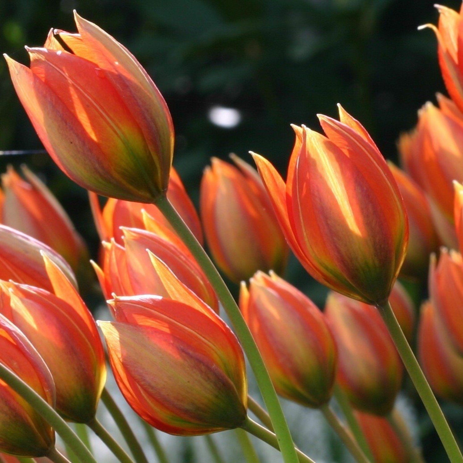 Species Tulip orphanidea &quot;Flava&quot; vendor-unknown