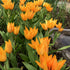 Species Tulip praestans "Shogun" vendor-unknown