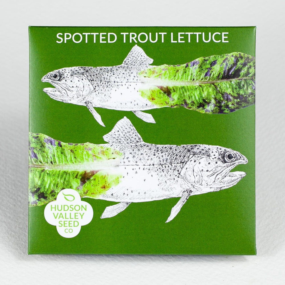 Spotted Trout Lettuce