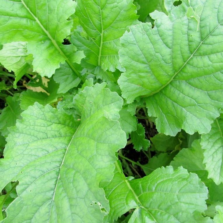 Spring Broccoli Raab vendor-unknown