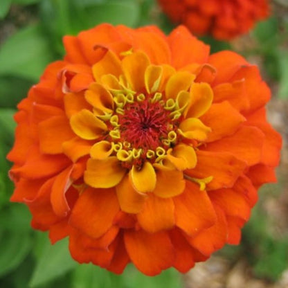 State Fair Zinnia vendor-unknown