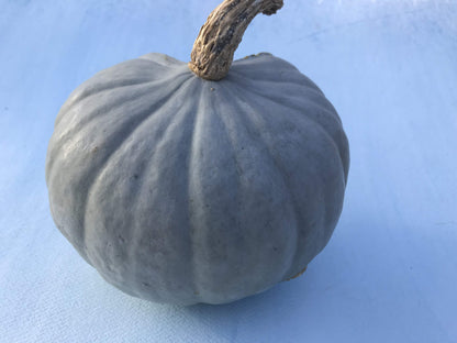 Stella Blue Squash vendor-unknown