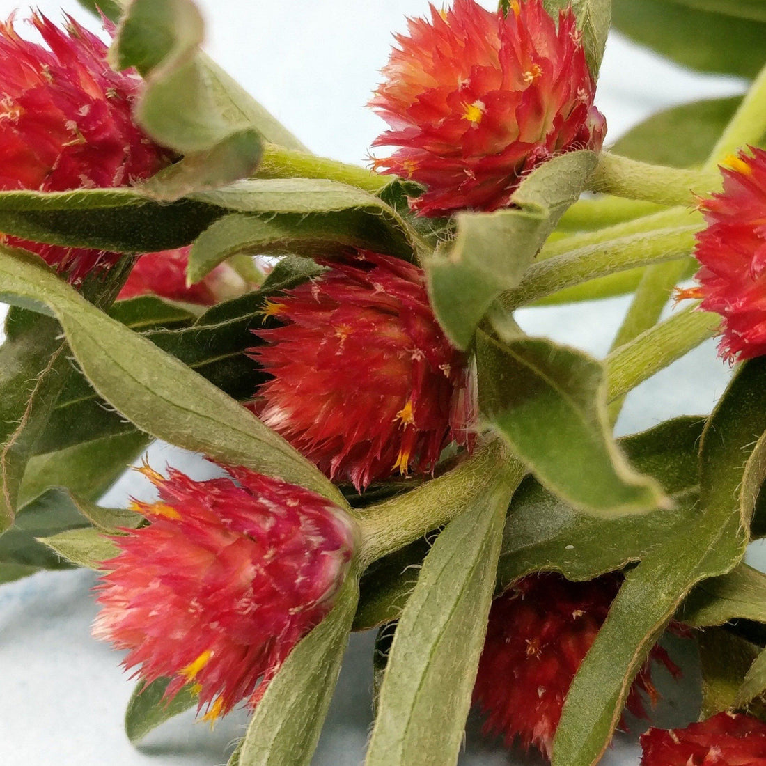 Strawberry Fields Gomphrena vendor-unknown