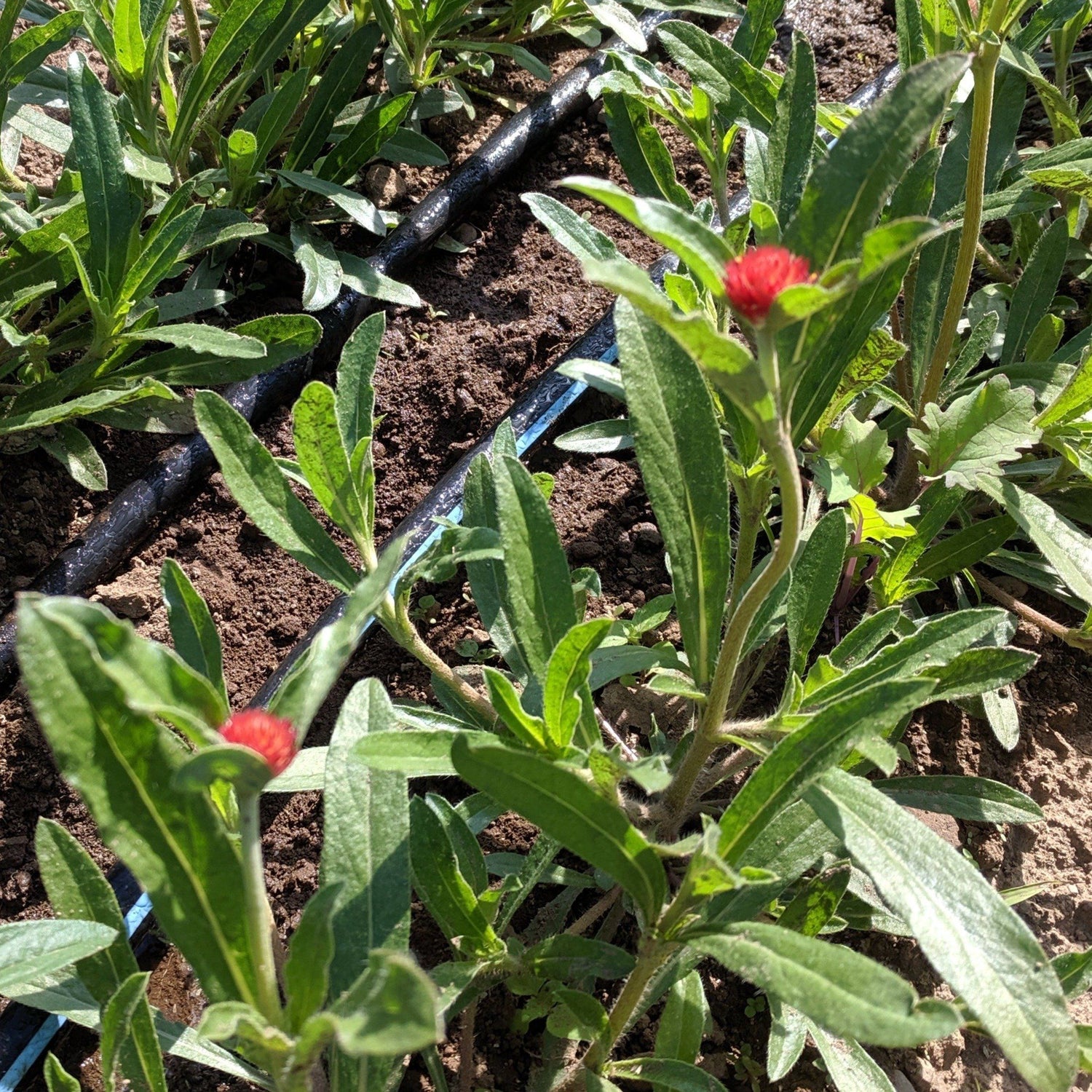 Strawberry Fields Gomphrena vendor-unknown