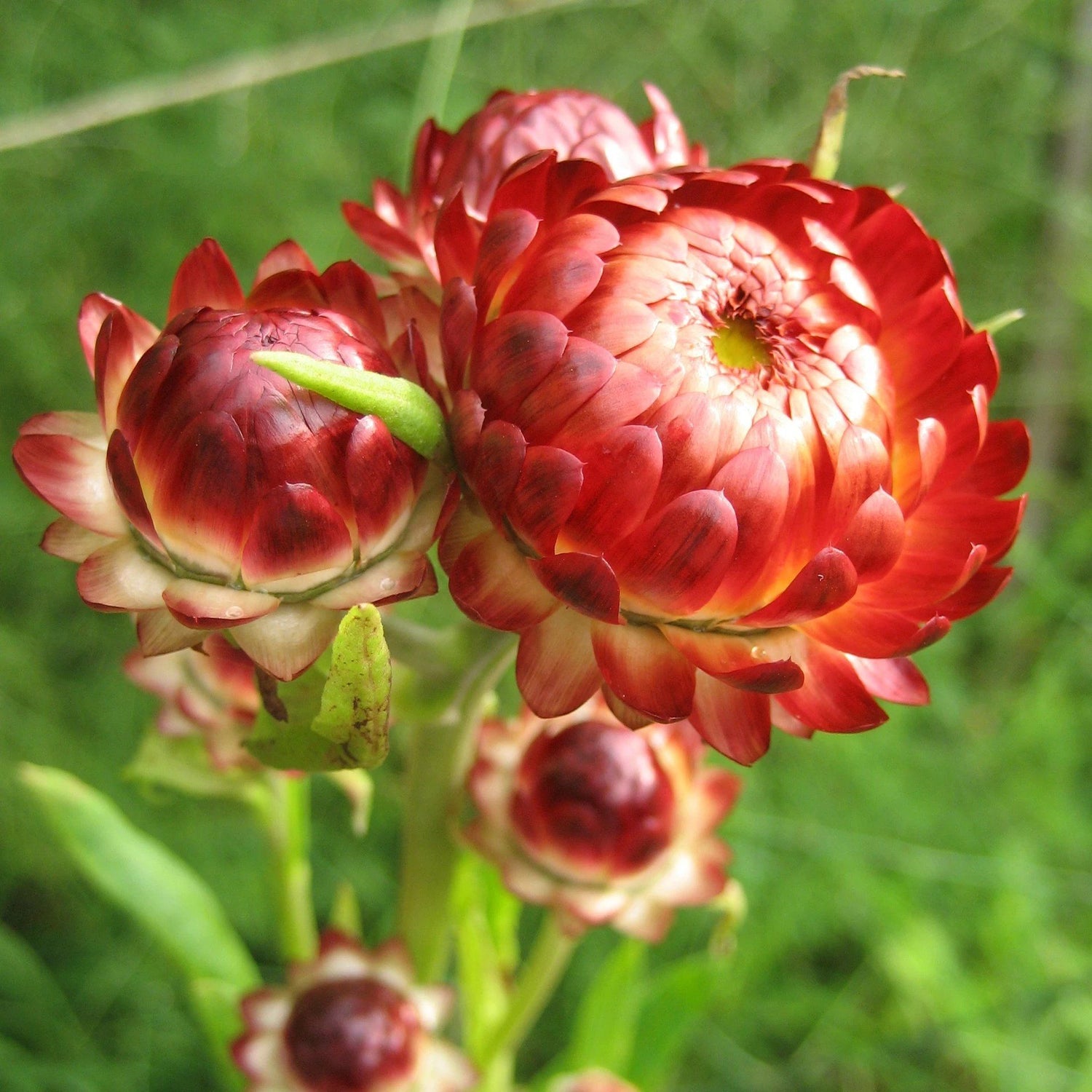 Strawflower vendor-unknown