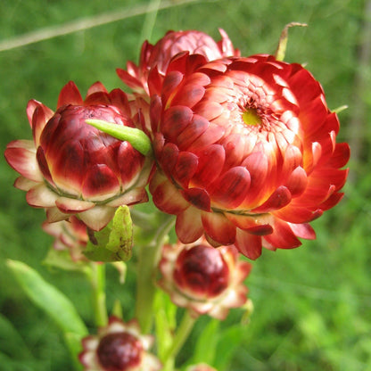 Strawflower vendor-unknown