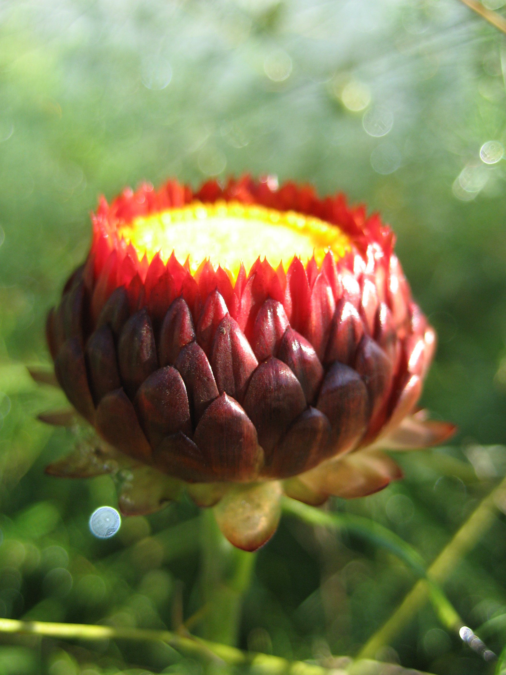 Strawflower vendor-unknown