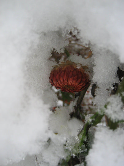 Strawflower vendor-unknown