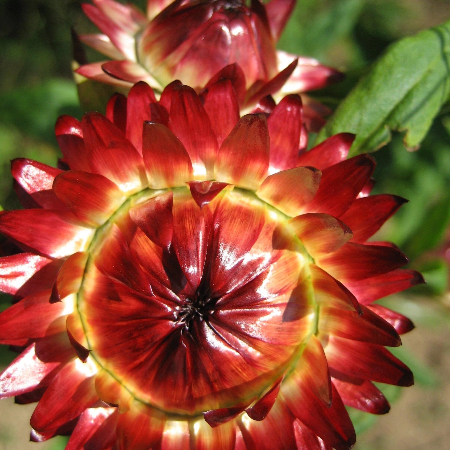 Strawflower vendor-unknown