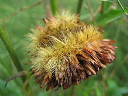 Strawflower vendor-unknown