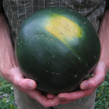 Sugar Baby Watermelon vendor-unknown