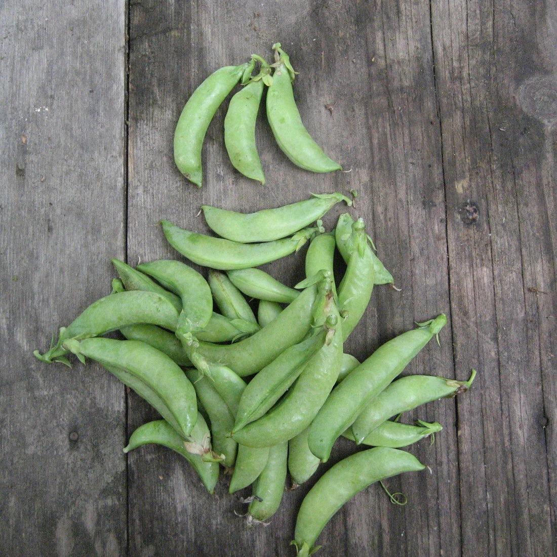 Sugar Daddy Snap Pea vendor-unknown