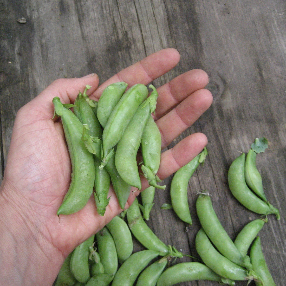 Sugar Daddy Snap Pea vendor-unknown