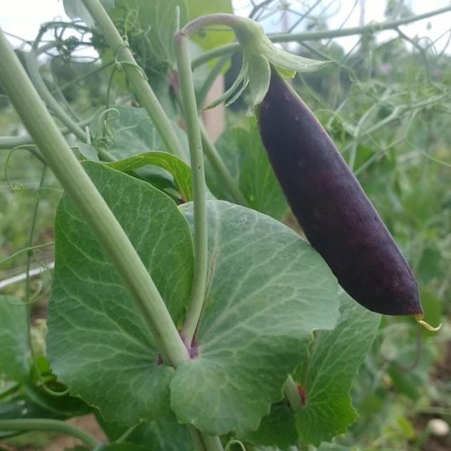 Sugar Magnolia Snap Pea vendor-unknown