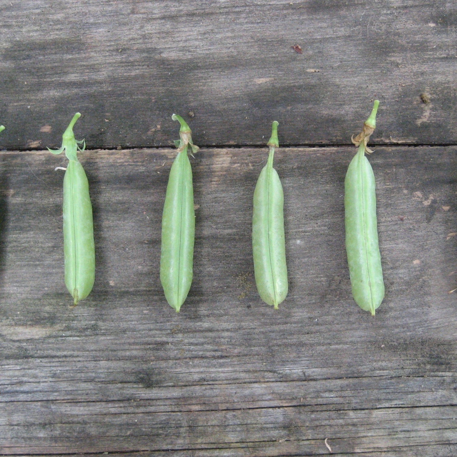 Sugar Snap Pea vendor-unknown