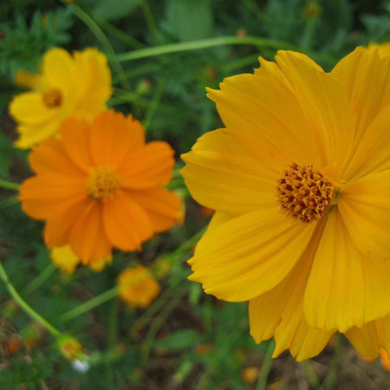 Sulphur Cosmos vendor-unknown