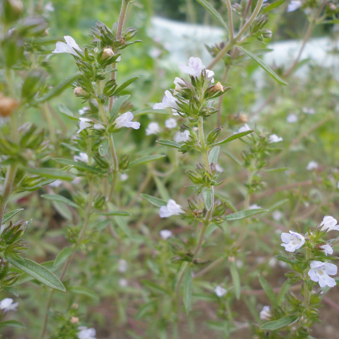 Summer Savory vendor-unknown