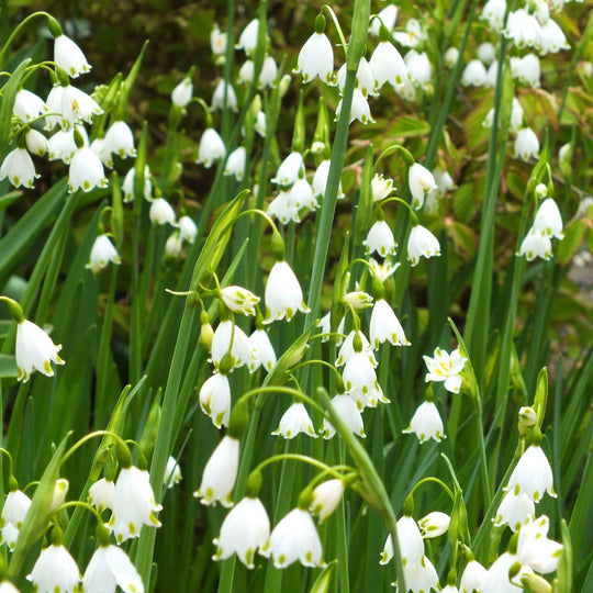 Summer Snowflake 'Gravetye Giant' vendor-unknown