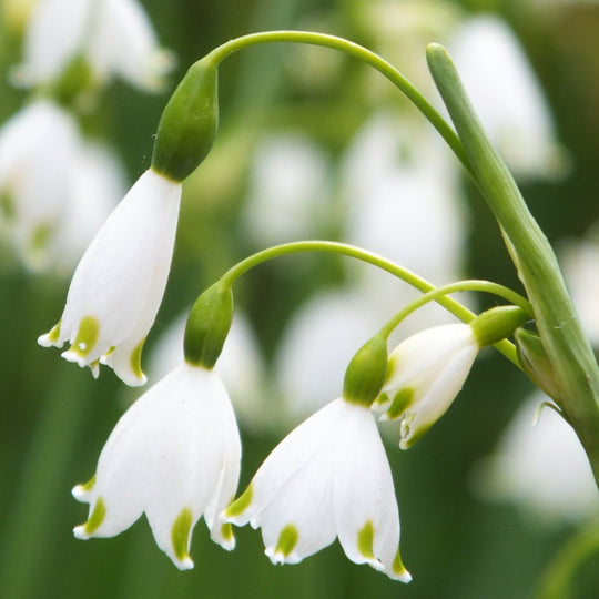 Summer Snowflake 'Gravetye Giant' vendor-unknown