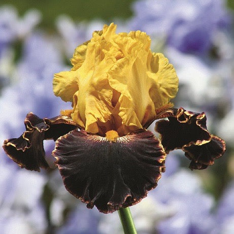 Bearded Iris 'Sun Devil'