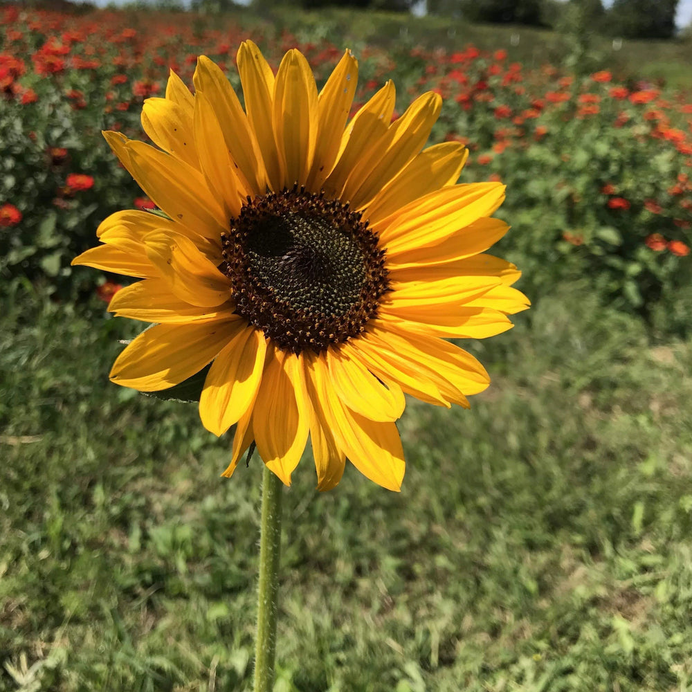 Sunflower Surprise vendor-unknown