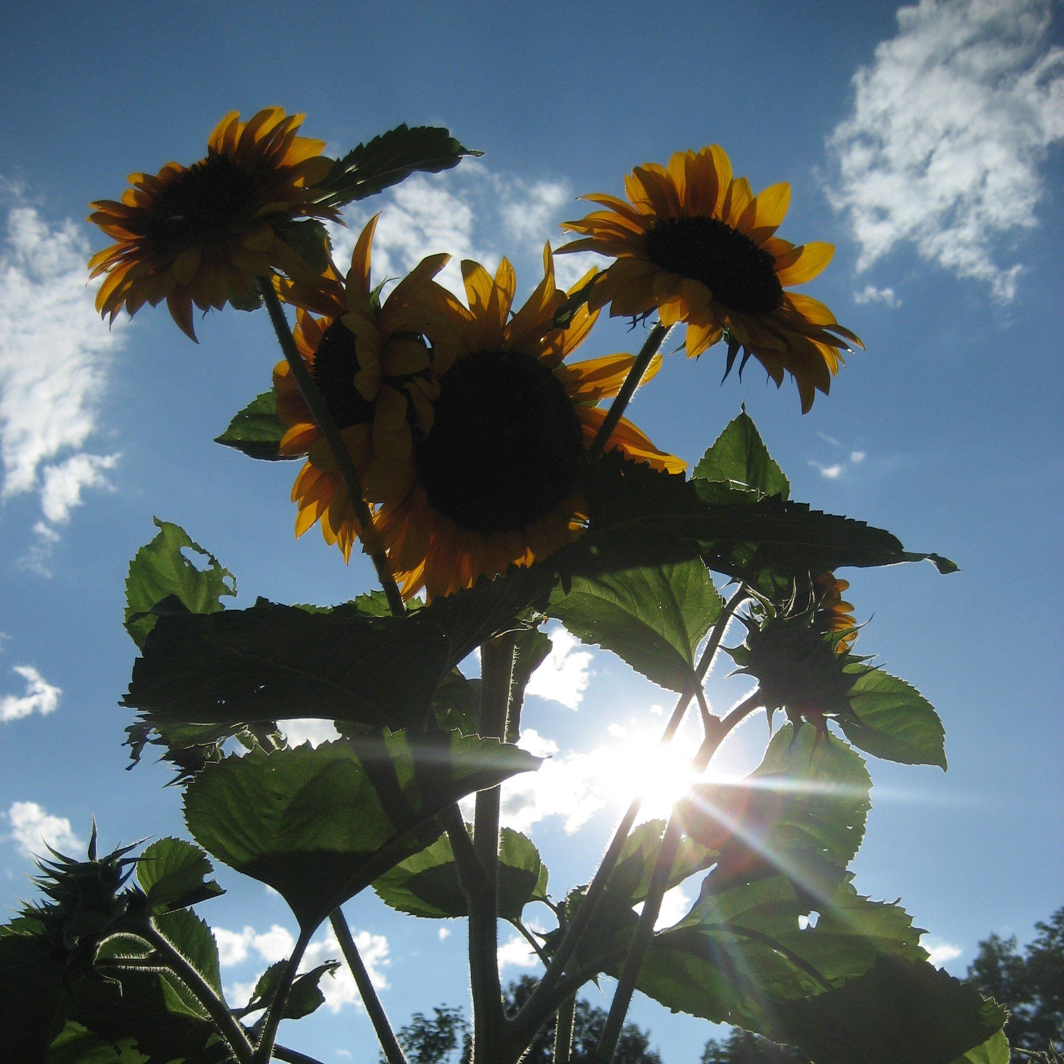 Sunflower Surprise vendor-unknown