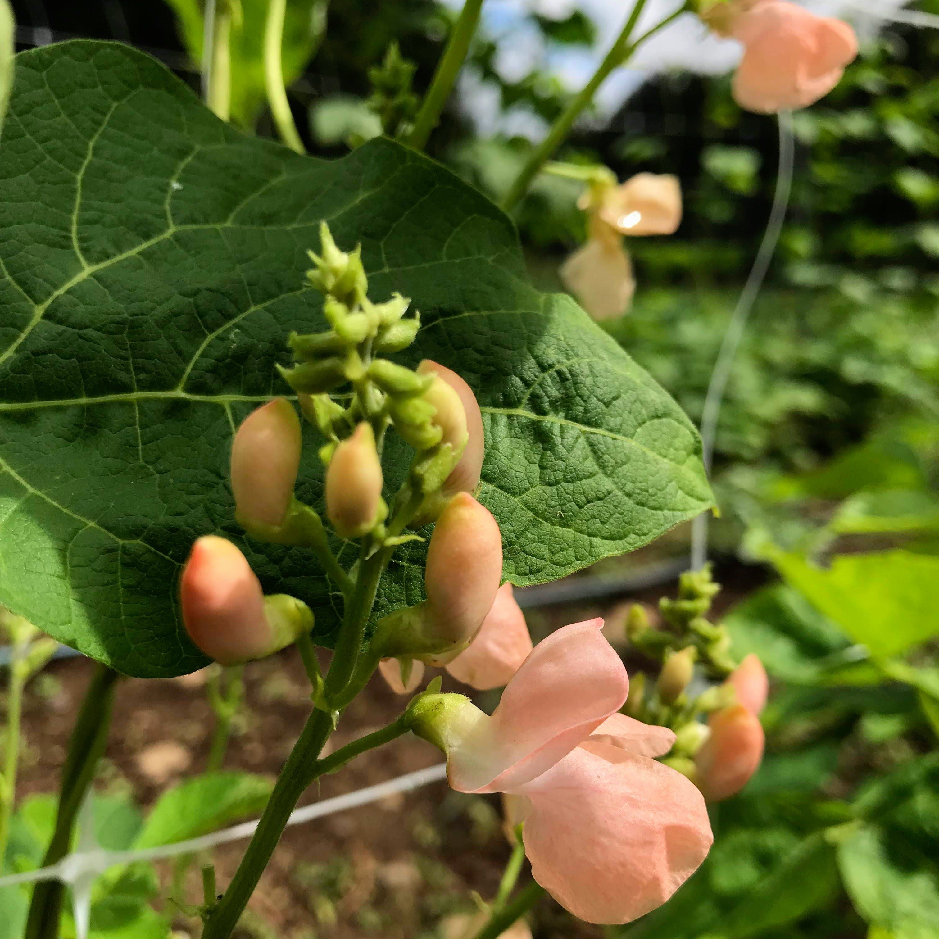 Sunset Runner Bean vendor-unknown