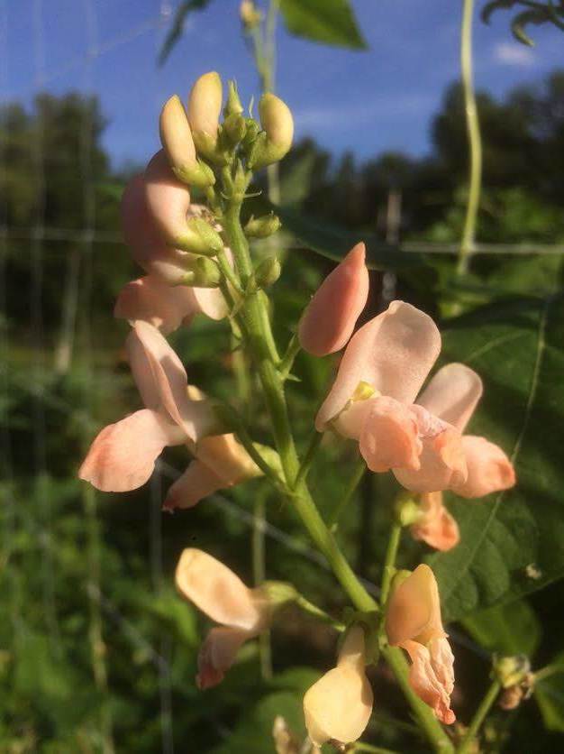 Sunset Runner Bean vendor-unknown