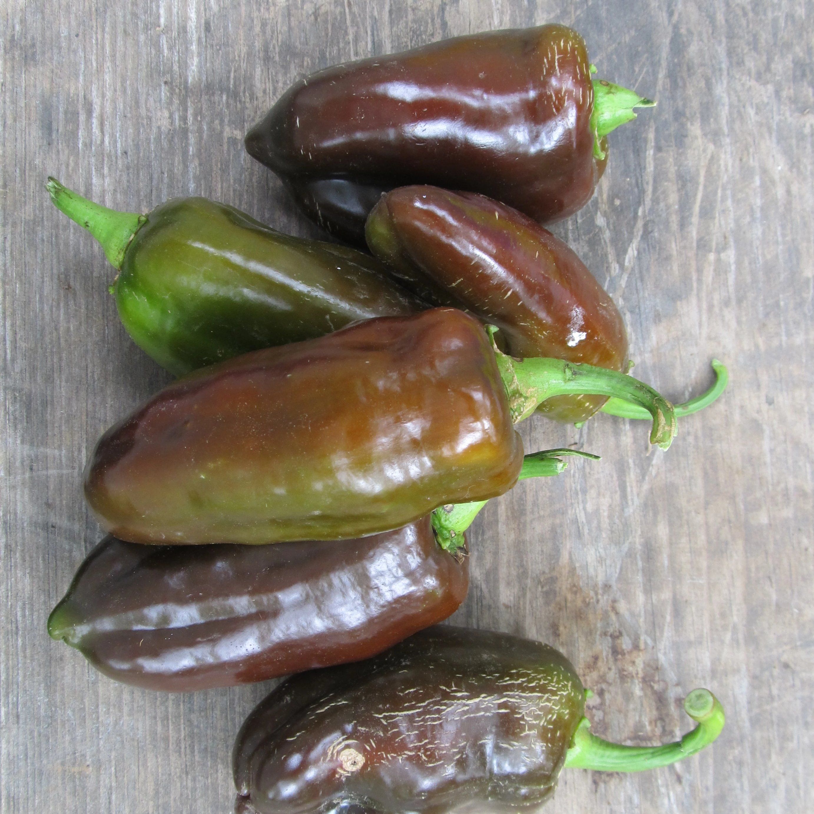 Sweet Chocolate Pepper vendor-unknown