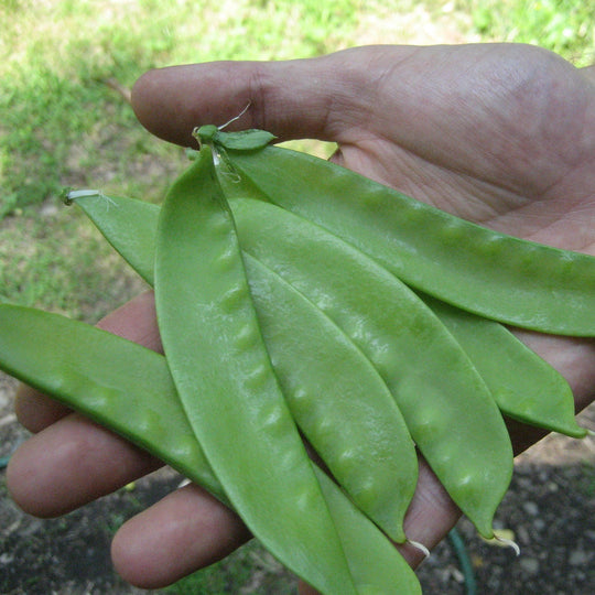 Swiss Giant Snow Pea vendor-unknown