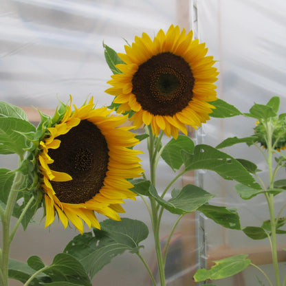 Taiyo Sunflower vendor-unknown