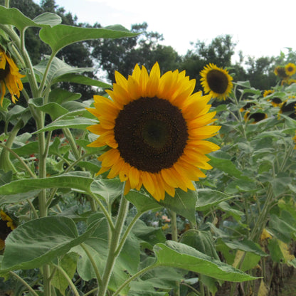 Taiyo Sunflower vendor-unknown