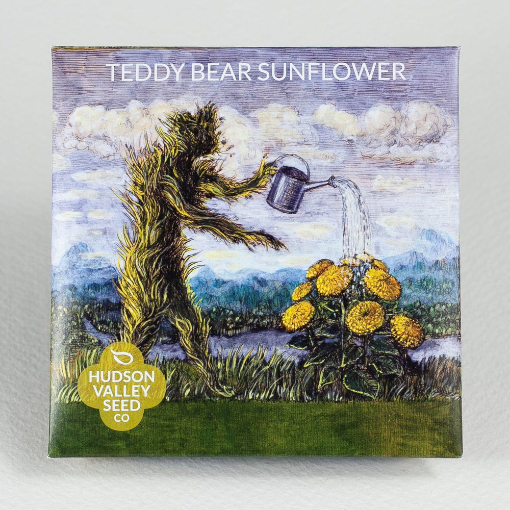 Teddy Bear Sunflower vendor-unknown