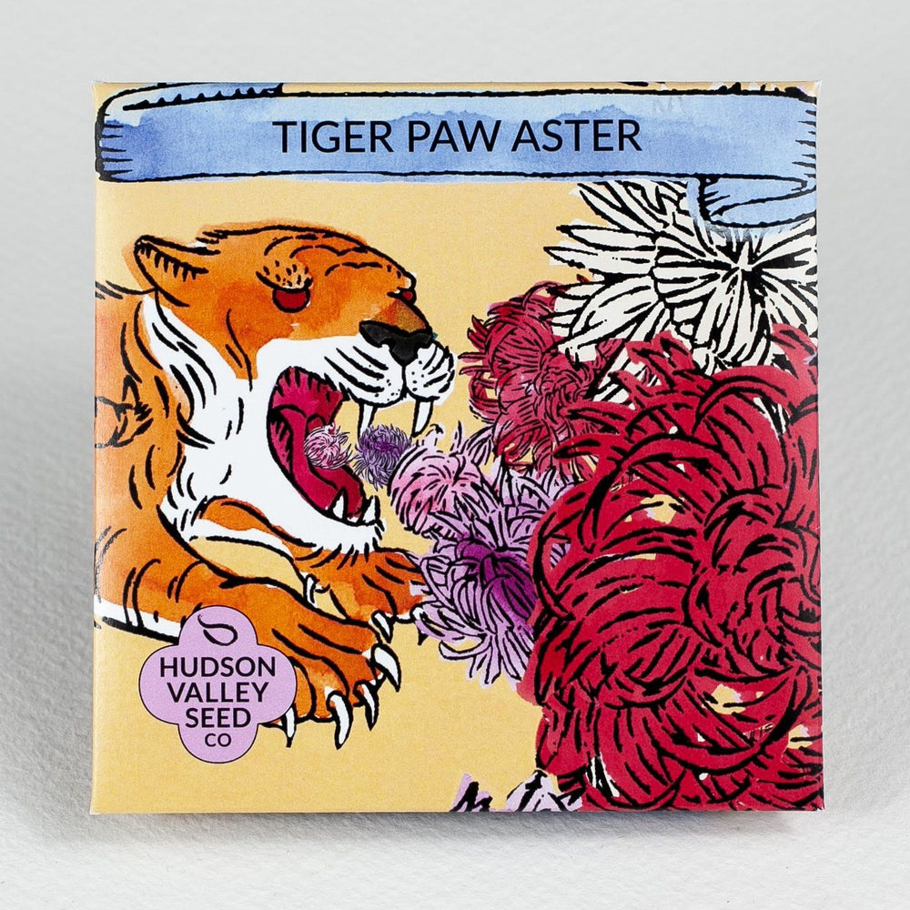 Tiger Paw Aster