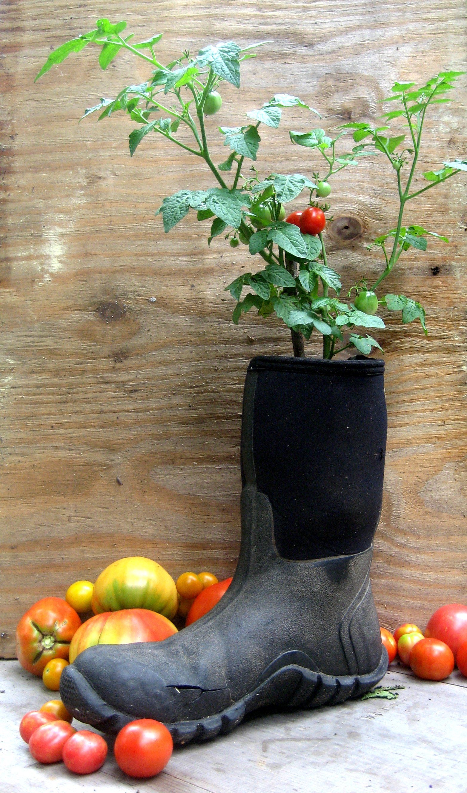 Tiny Tim Tomato vendor-unknown