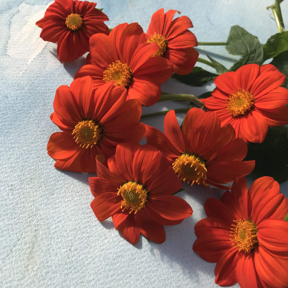 Torch Tithonia vendor-unknown