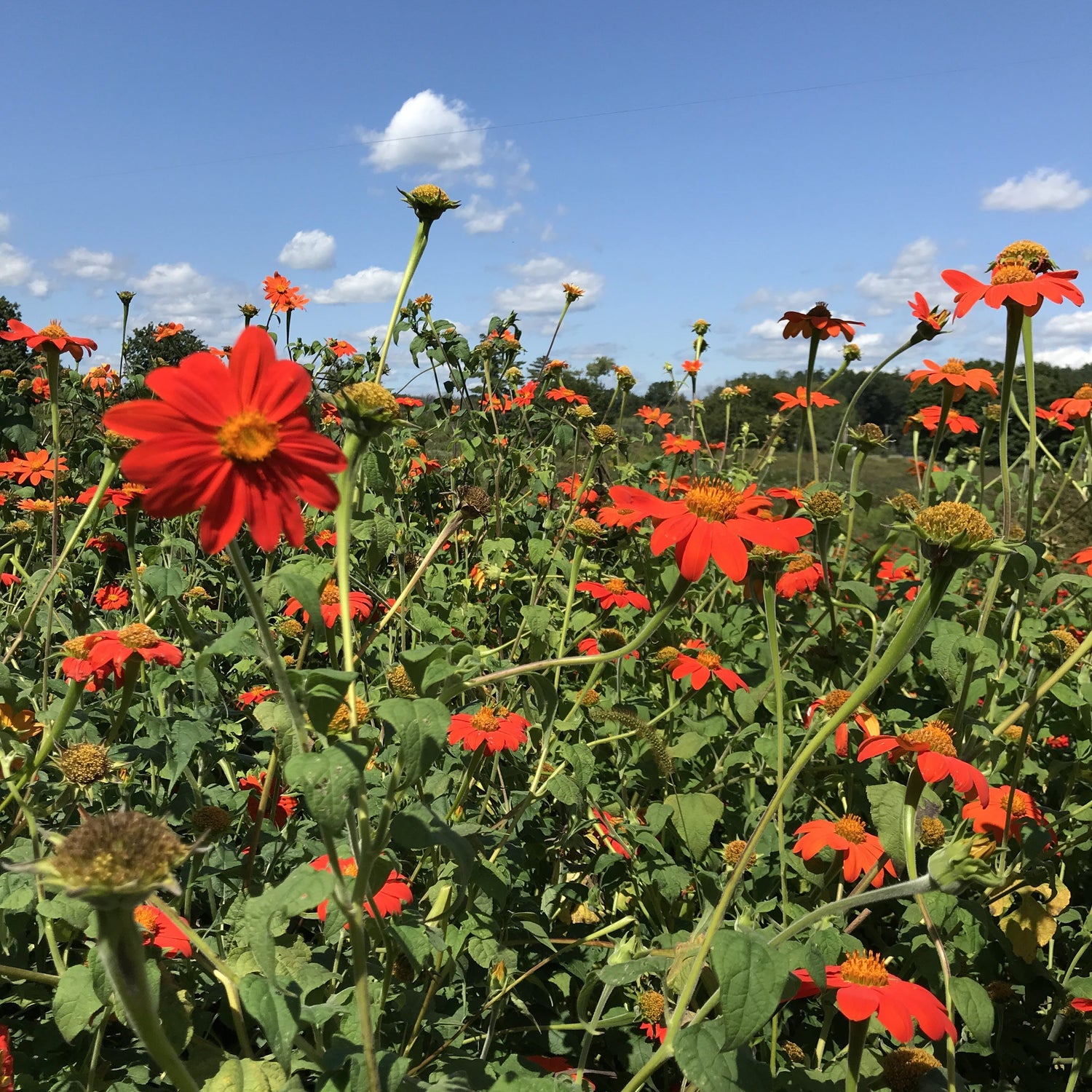 Torch Tithonia vendor-unknown