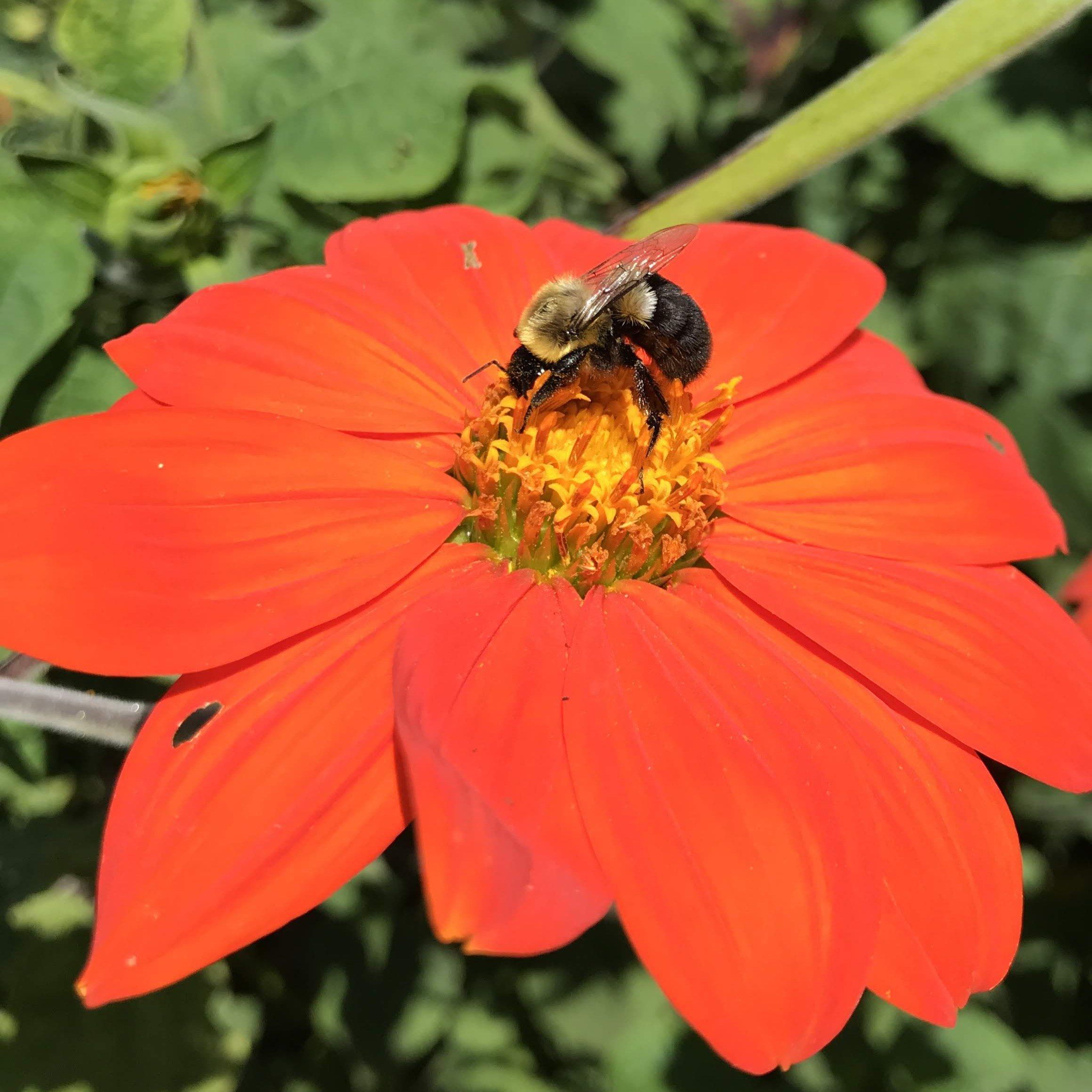 Torch Tithonia vendor-unknown