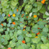 Trailing Nasturtium vendor-unknown