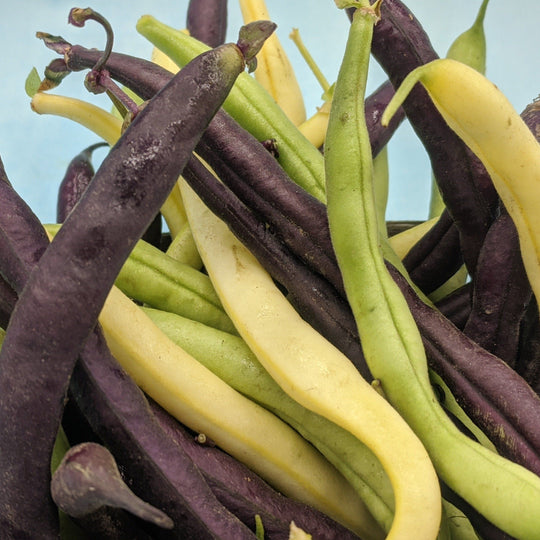 Tri-Color Bean Blend vendor-unknown