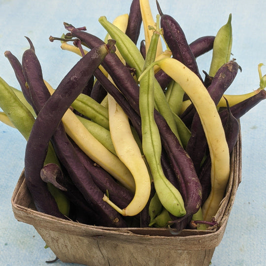 Tri-Color Bean Blend vendor-unknown